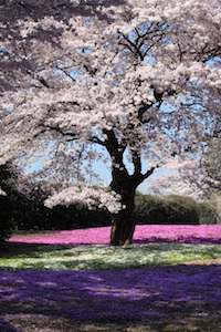 Cherry Bloom (photo: ANAKA Juuyoh (田中十洋)/Flickr)