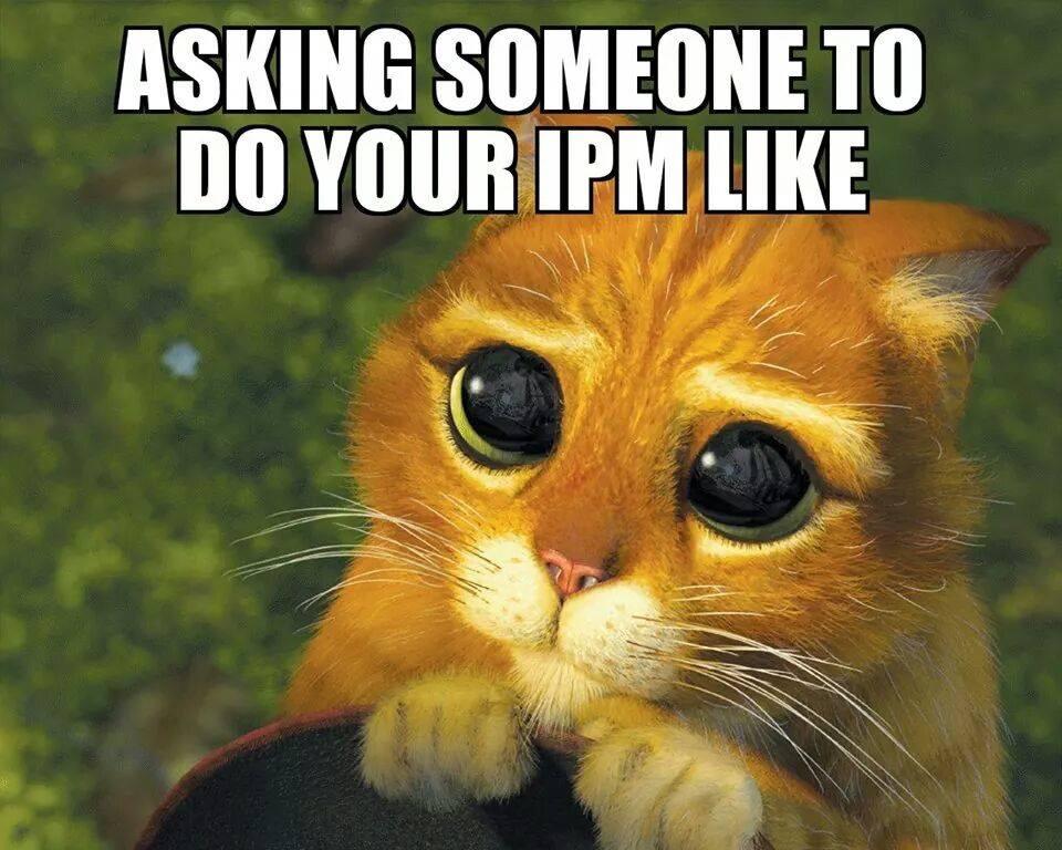 ipm-kitty