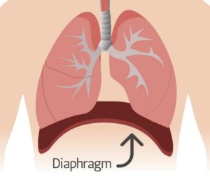 diaphragm