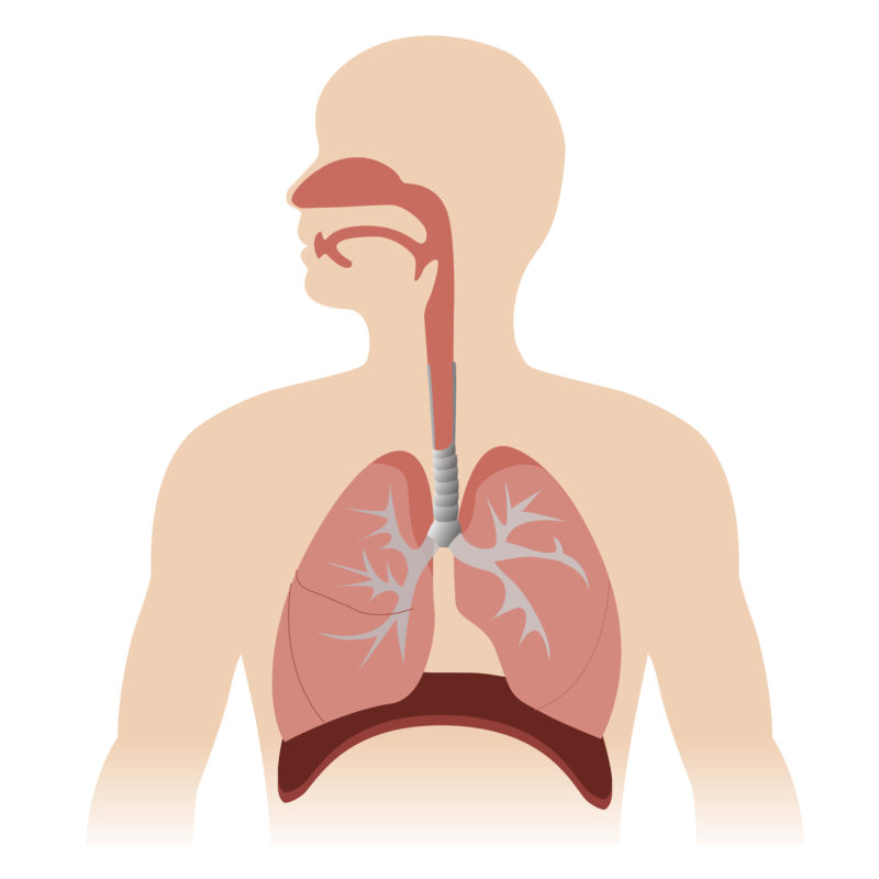 respiratory-system