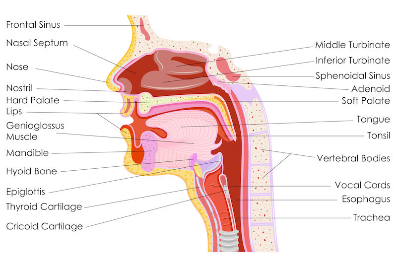 vector illustration of diagram of human throat anatomy